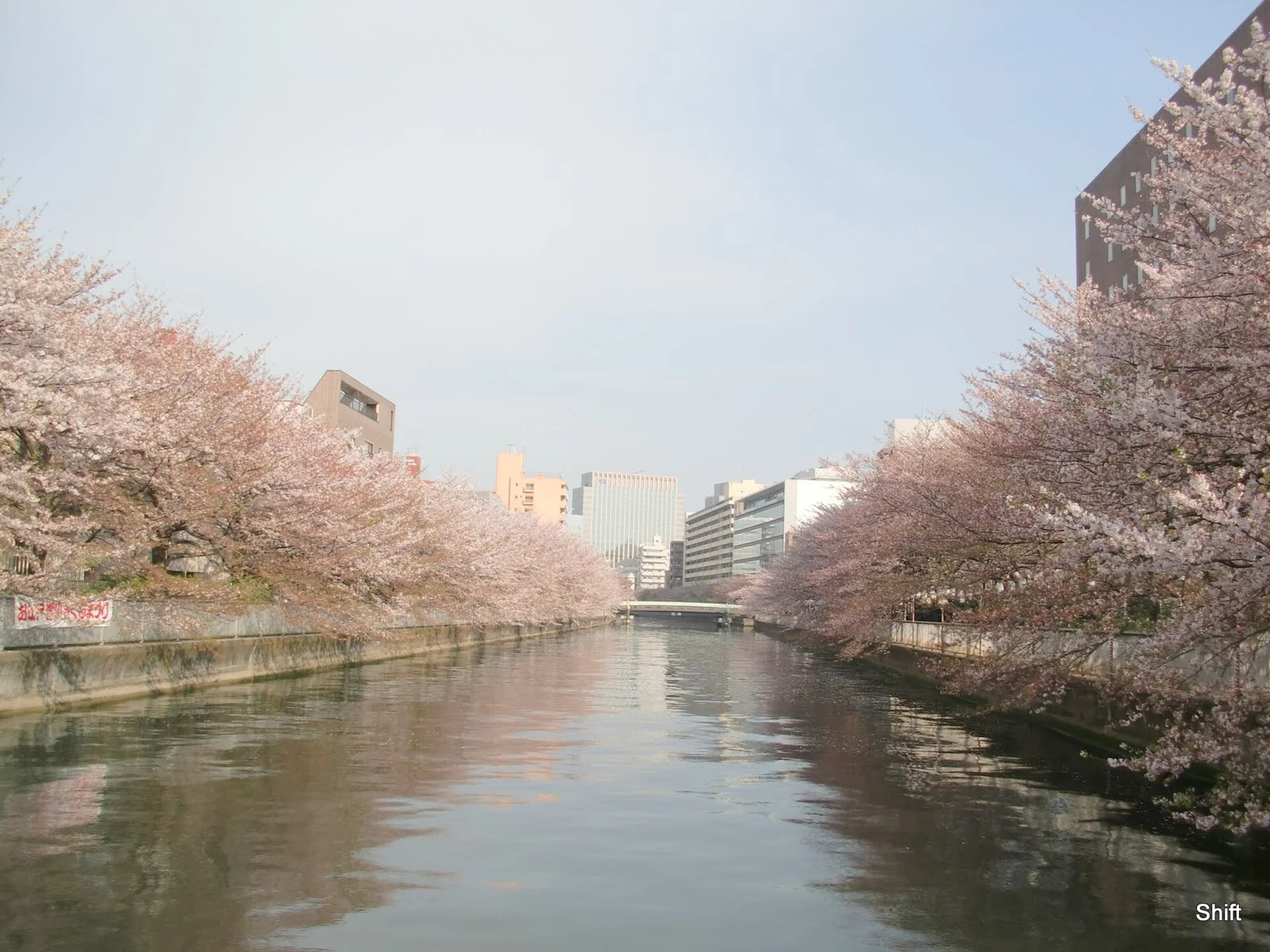 桜が咲く大横川沿いの水辺