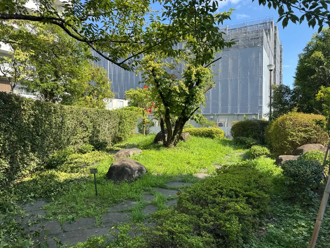 芝生の築山に据えた大きな石と、中央の木