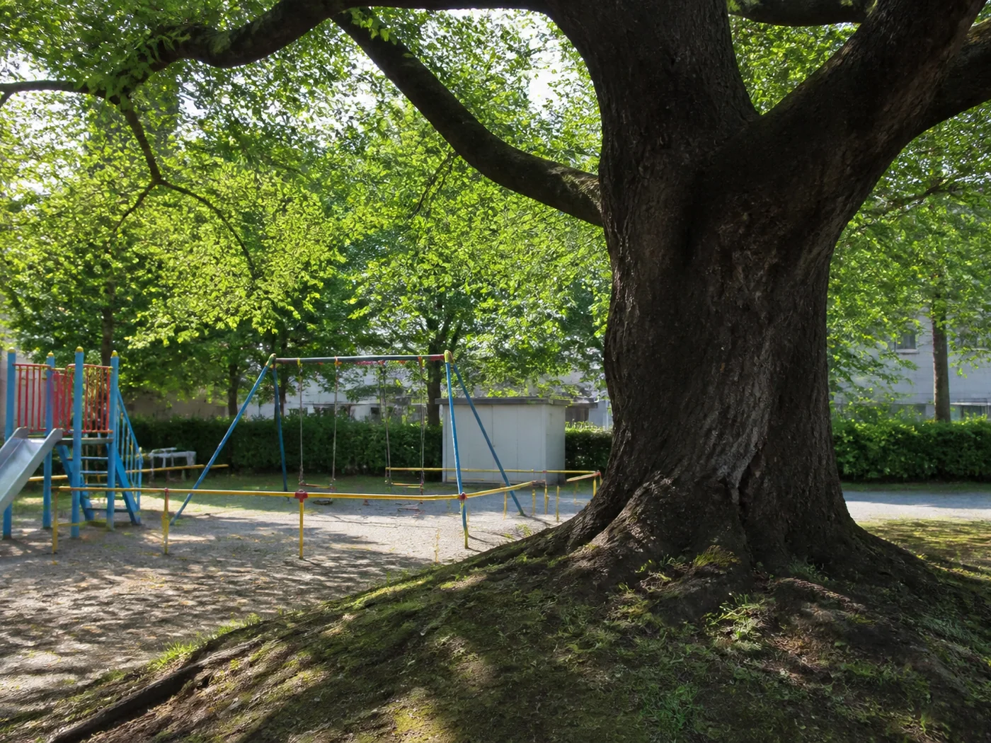 桜の幹と木陰を想像したAI再現イメージ