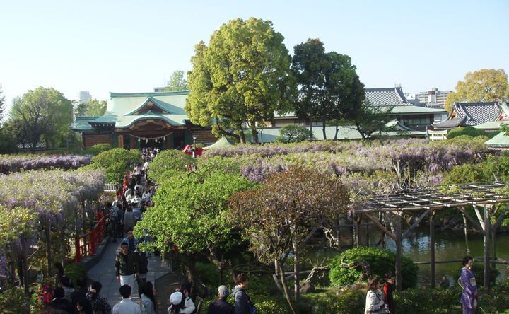 亀戸天神社の心字池に藤の花が映る春の景観