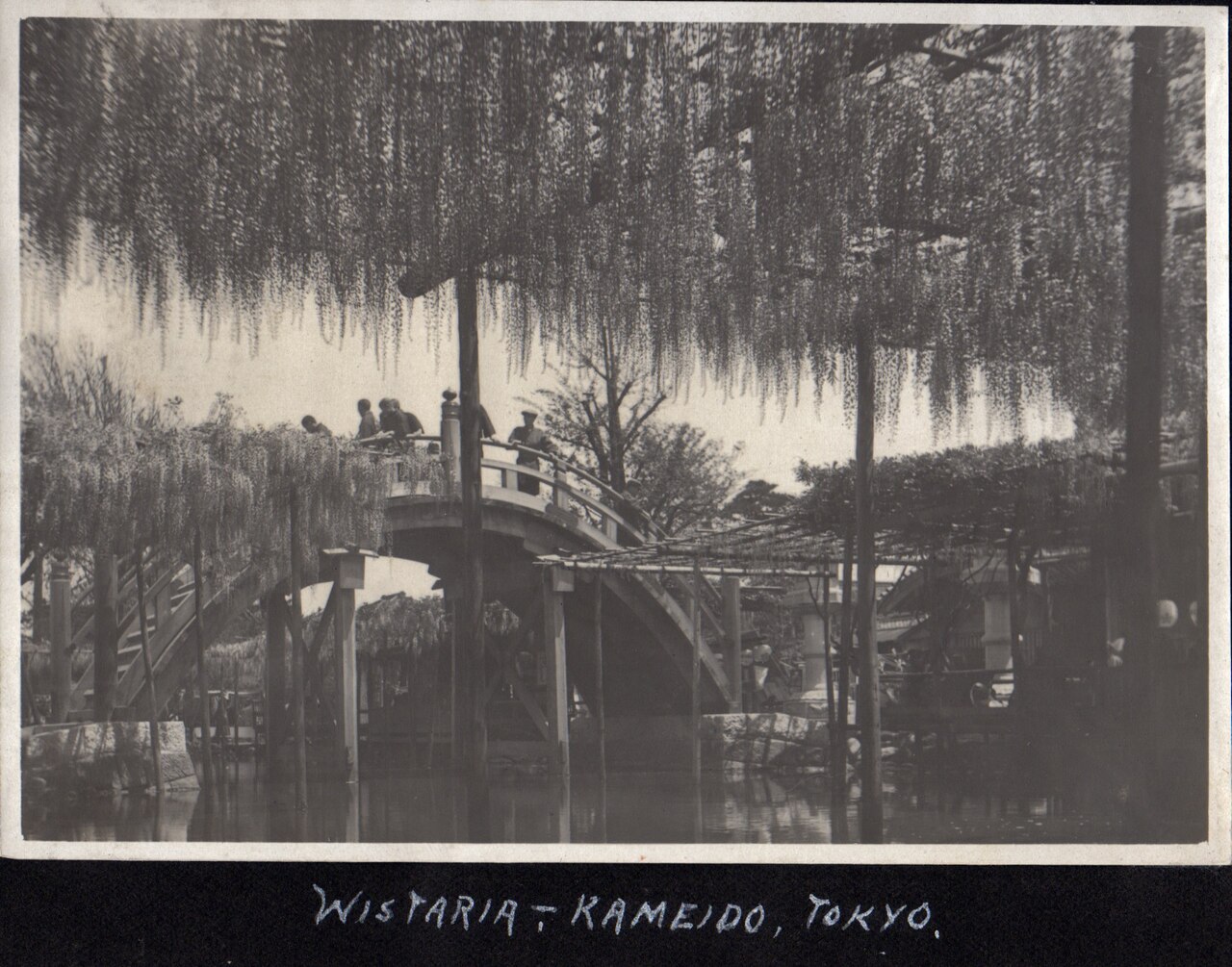 1914年、亀戸天神社太鼓橋で藤見物をする人々の歴史写真