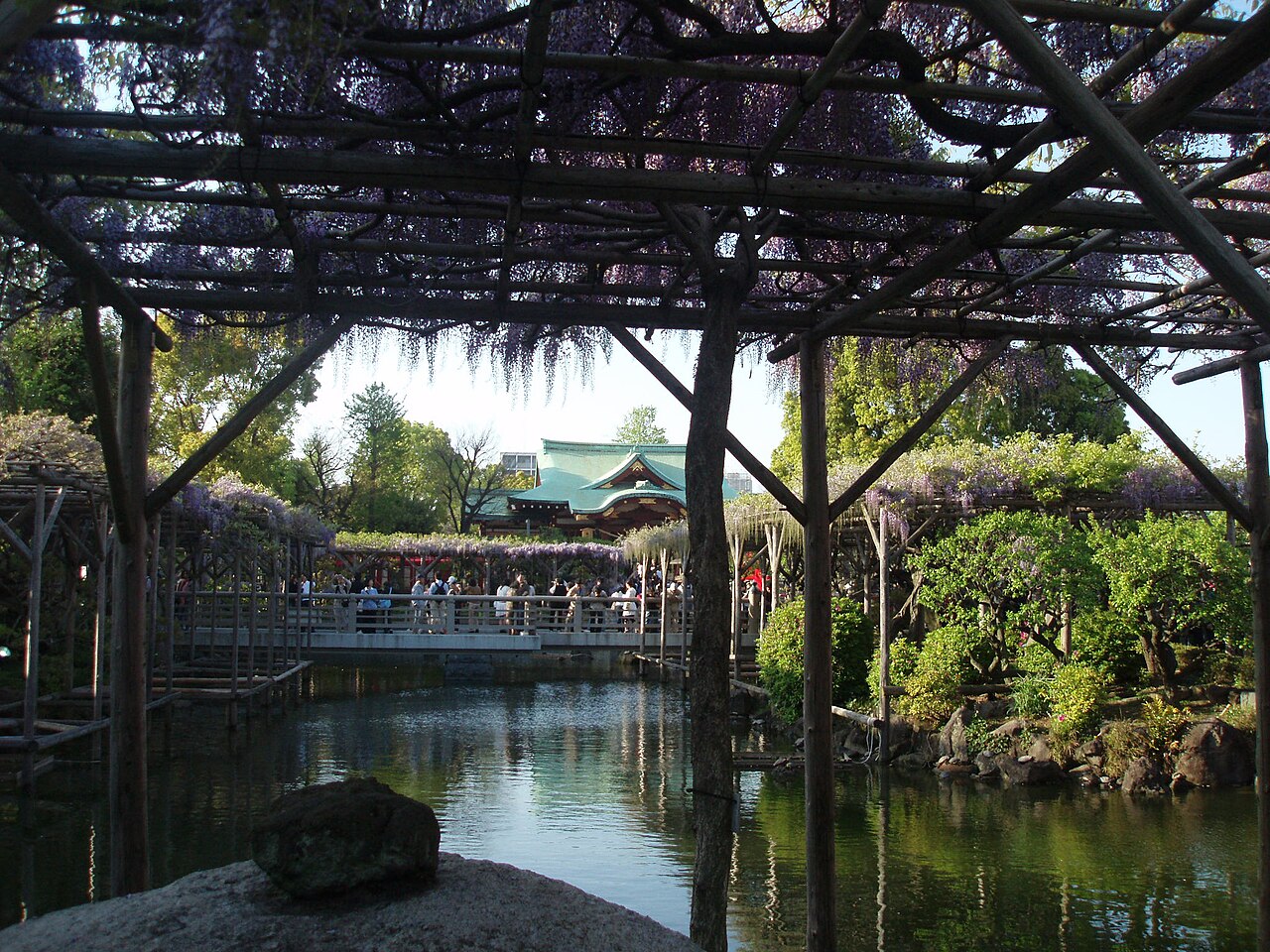 亀戸天神社の藤まつり、紫色の花房が境内を覆う