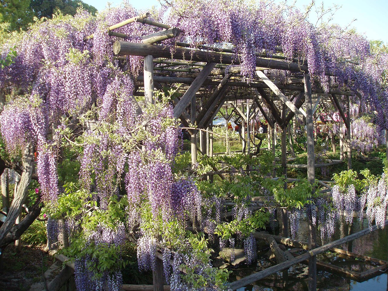亀戸天神社の藤棚下を歩く参拝者