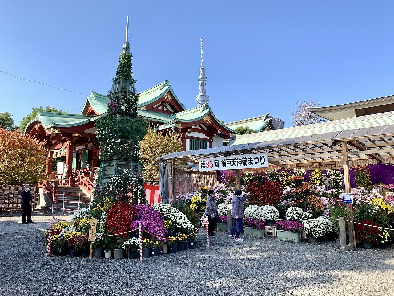 亀戸天神社の菊まつり、境内に並ぶ菊の花