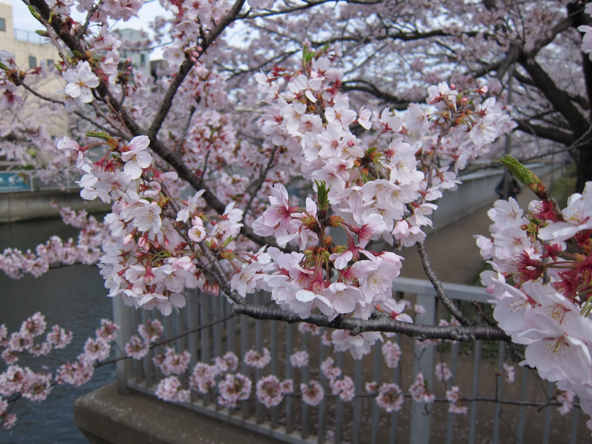 桜が咲く大横川沿いの水辺